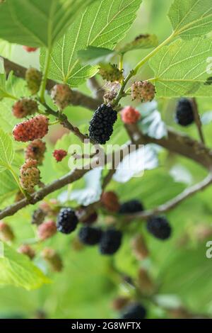 Frutti maturi di Morus alba su albero, Città di Isehara, Prefettura di Kanagawa, Giappone Foto Stock