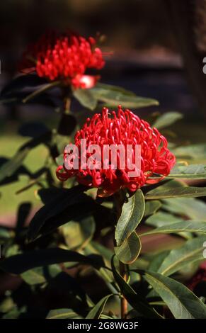 WARATAH FLOWERS (TELOPEA SPECIOISSIMA) Foto Stock