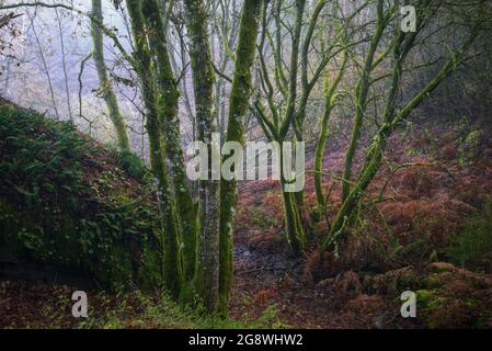 In inverno a Lugo Galizia, il muschio umido e incandescente copre tronchi di quercia in una foresta Foto Stock