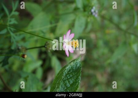 Bella Cosmos caudatus fiore con uno sfondo naturale. Indonesiano chiamarlo kenikir e usarlo per insalata Foto Stock