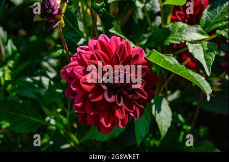 Dahlia chiamata notte araba nel giardino botanico di Uppsala Foto Stock