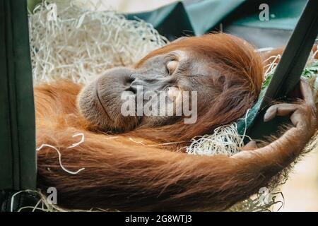 Adorabile orangutan con pelliccia rossa che riposa nello ZOO. Esotico animale selvaggio che dorme in swing. Adulto maschio di orangutan.Endangered Sumatran scimmia Foto Stock