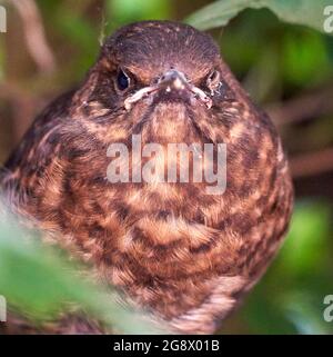 Blackbird si nasconde in fuga nella siepe di un giardino urbano in attesa di genitori per nutrirlo. Nel mese di luglio così probabilmente seconda o terza covata. Foto Stock