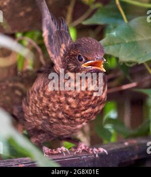 Blackbird si nasconde in fuga nella siepe di un giardino urbano in attesa di genitori per nutrirlo. Nel mese di luglio così probabilmente seconda o terza covata. Foto Stock