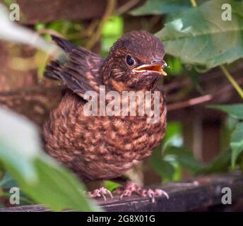 Blackbird si nasconde in fuga nella siepe di un giardino urbano in attesa di genitori per nutrirlo. Nel mese di luglio così probabilmente seconda o terza covata. Foto Stock