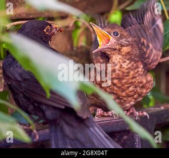 Blackbird che si nasconde in fuga nella siepe di un giardino urbano essendo alimentato insetti da genitori maschi. Nel mese di luglio così probabilmente seconda o terza covata. Foto Stock