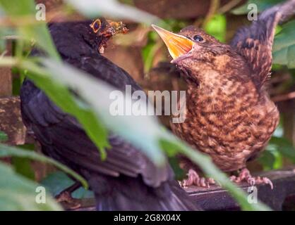 Blackbird che si nasconde in fuga nella siepe di un giardino urbano essendo alimentato insetti da genitori maschi. Nel mese di luglio così probabilmente seconda o terza covata. Foto Stock