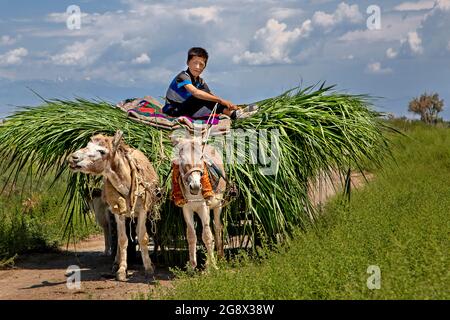 Ragazzo kazako che porta le erbacce su un carro d'asino nella campagna di Sorbulak, Kazakistan Foto Stock