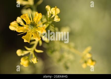 Primo piano di fiori di rue giallo su sfondo sfocato Foto Stock