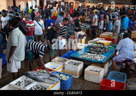 Mercato del pesce di Negombo al mattino presto, a Negombo, Sri Lanka Foto Stock