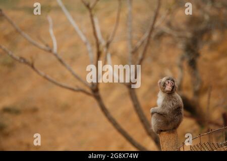 Giovane scimmia di neve macaque giapponese ad Arashiyama, Kyoto, Giappone Foto Stock