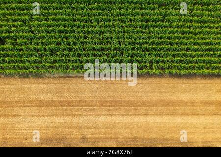 Vista aerea delle file di mais vicino al campo di grano raccolto. Paesaggio di fattoria. Foto Stock