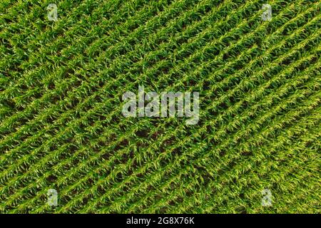 Vista aerea dall'alto verso il basso di file di colture di mais su campo agricolo in campagna. Foto Stock