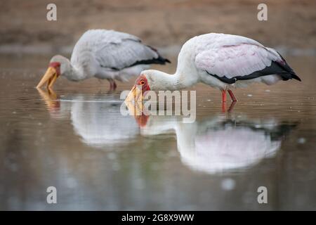 Due cicogne gialle fatturate, Mycteria ibis, pesci per rane Foto Stock