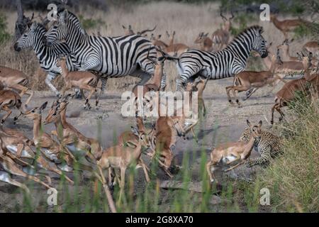 Un leopardo, Panthera pardus, insegue un impala, Aepyceros melampus e zebra, Equus quagga Foto Stock