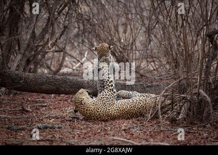 Una madre leopardo, Panthera pardus, gioca con il suo cucciolo e ruota la zampa in faccia Foto Stock