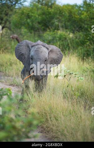 Un vitello elefante, Loxodonta africana, cammina verso la telecamera in erba lunga, tenendo ramo in tronco, Foto Stock