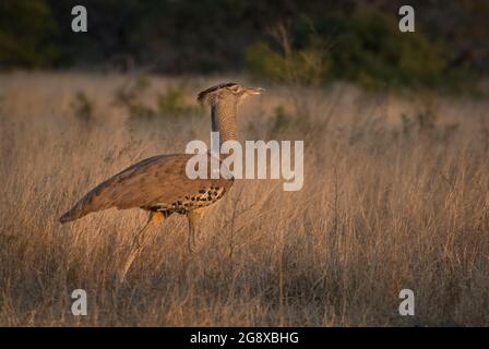 Un Kori Bustard, Ardeotis kori, cammina attraverso la lunga erba Foto Stock