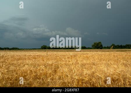 Campo di grano e cielo nuvoloso, Nowiny, Lubelskie, Polonia Foto Stock