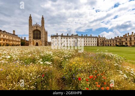 CAMBRIDGE ENGLAND KING'S COLLEGE CHAPEL CON FIORI SELVATICI E PAPAVERI ROSSI IN ESTATE Foto Stock