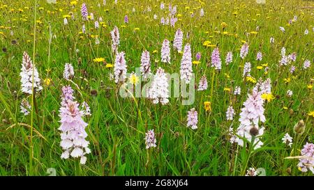 Orchidee in un prato di fiori selvatici vicino a Tarn Howes, Lake District, UK. Foto Stock