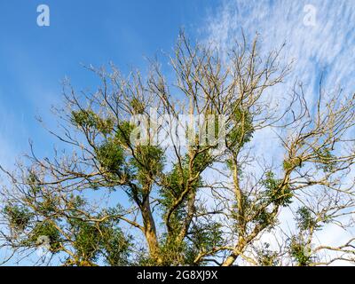 Il dieback della cenere, il fungo Hymenoscyphus fraxineus, che colpisce un albero della cenere in Ambleside, Lake District, UK. Foto Stock