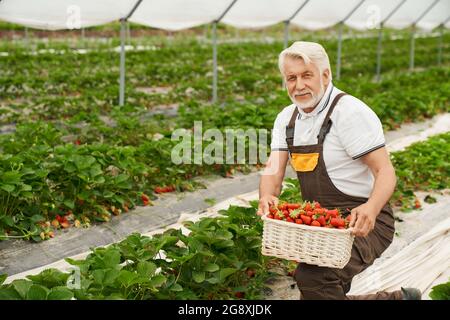 Vista frontale dell'uomo anziano sulle ginocchia raccoglie fragole rosse mature nella moderna serra. Concetto di ottenere fresco raccolto di fragole da terra in serra. Foto Stock