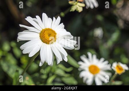 OXO Daisy Plymouth Foto Stock