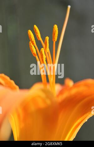 Giglio di tigre arancione brillante in piena fioritura in una bella giornata estiva di sole. Foto Stock