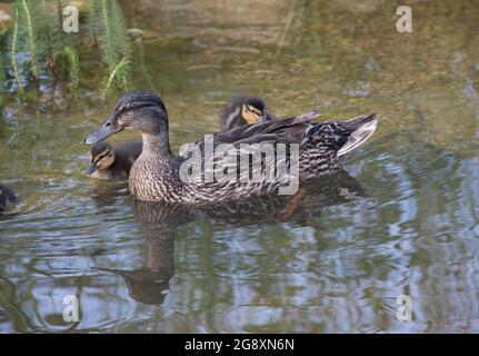 Femmina Mallard anatra Anas platyrhynchos nuoto sullo stagno con anatroccoli giovani UK Foto Stock