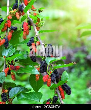 Gelso fresco, gelso nero maturo e rosso immature in azienda Foto Stock