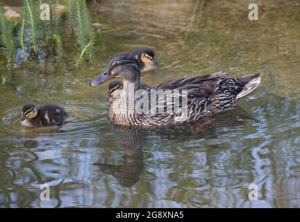 Femmina Mallard anatra Anas platyrhynchos nuoto sullo stagno con anatroccoli giovani UK Foto Stock