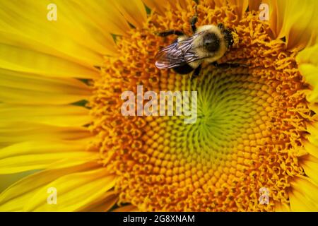 Un'ape bumble lavora sulla raccolta del polline su un girasole. Vista ravvicinata. Foto Stock