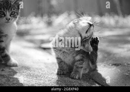 Tabby gattino zampino graffi dietro l'orecchio in giardino d'estate. Pulci e zecche in animali domestici. Foto in bianco e nero Foto Stock