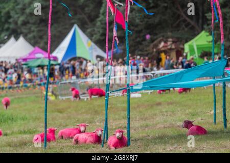 Henham Park, Suffolk, Regno Unito. 23 luglio 2021. Il relax delle pecore rosa - il 2021 Latitude Festival, Henham Park. Suffolk, torna come un evento di test covid dopo un anno di distanza a causa della pandemia. Credit: Guy Bell/Alamy Live News Foto Stock