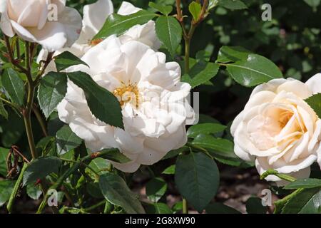 Rose momento Champagne Foto Stock