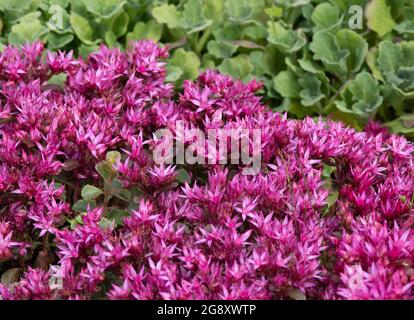 Sedum spurium "" Voodoo Foto Stock