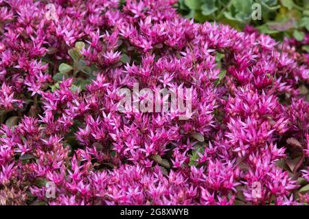 Sedum spurium "" Voodoo Foto Stock