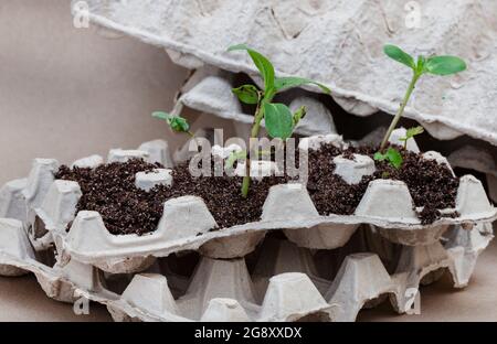 i cartoni di uova che sono usati come piantatrici di semina Foto Stock