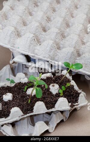 i cartoni di uova che sono usati come piantatrici di semina Foto Stock