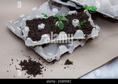 i cartoni di uova che sono usati come piantatrici di semina Foto Stock