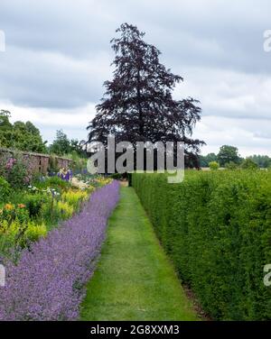 Colorato confine erbaceo misto a Oxburgh Hall vicino a Oxborough, Norfolk, regno unito. Bassa crescita grumi di menta viola, nepeta racemosa, dominano. Foto Stock