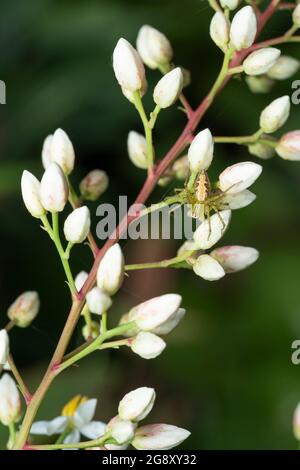 Ragno maschile Lynx (Oxyopes sertatus), Isehara City, Prefettura di Kanagawa, Giappone Foto Stock