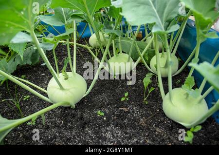 Brassica oleracea, conosciuta come Kohlrabi, rapa di cavolo o rapa tedesca, nuove piante fresche che crescono in un letto di terreno fatto in casa in un giardino, Germania, Europa Foto Stock