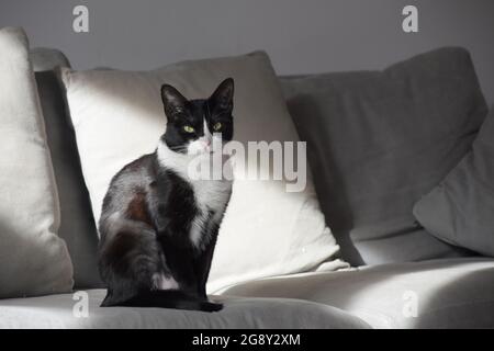 Gatto bianco e nero su divano. Foto Stock