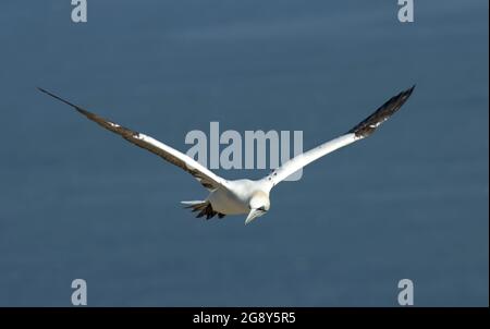 Un Gannet si avvicina al suo sito di nido presso la riserva RSPB a Bempton. Le torreggianti scogliere calcaree costituiscono l'unico sito di nidificazione continentale per l'Inghilterra Foto Stock