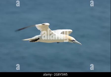 Un Gannet si avvicina al suo sito di nido presso la riserva RSPB a Bempton. Le torreggianti scogliere calcaree costituiscono l'unico sito di nidificazione continentale per l'Inghilterra Foto Stock