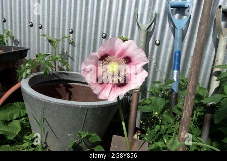 Papavero rosa con centri scuri che crescono da un capannone di ferro corrugato con pentola galvnizzata e utensili in un giardino in Galles UK KATHY DEWITT Foto Stock
