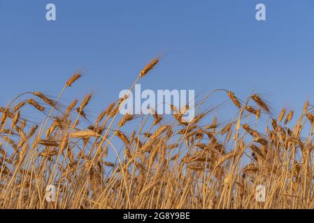 Orecchie di grano mature contro il durante il tramonto Foto Stock
