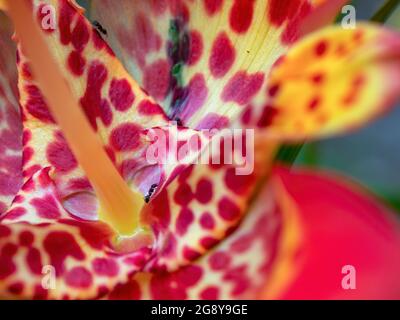 Macro fotografia di un fiore esotico tigre con formiche su di esso. Catturato in un giardino vicino alla città di Arcabuco, nelle montagne andine centrali di Colomb Foto Stock